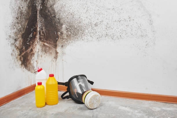 Best Mold Testing and Inspection Services in Brielle, NJ