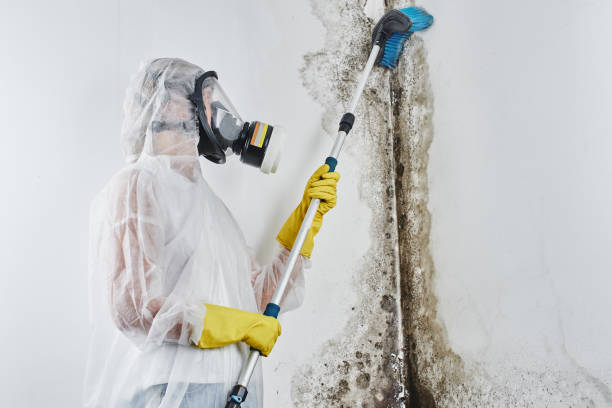 Best Basement Mold Remediation in Brielle, NJ