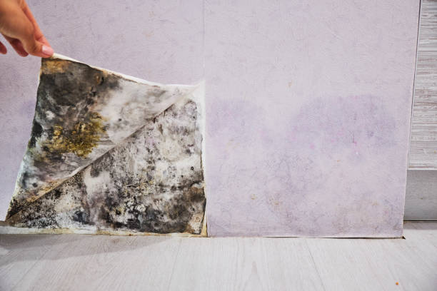 Best DIY Mold Remediation Support Services in Brielle, NJ